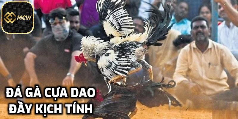 Đá gà cựa dao đầy kịch tính