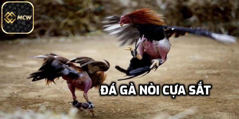 Mãn nhãn với đá gà cựa sắt